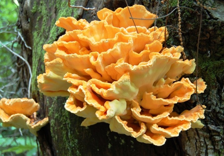 Laetiporus sulphureus(Bull.:Fr.)Murrill